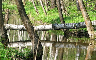 photo of river and trees